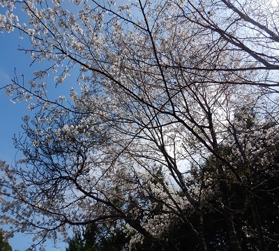 庭桜3