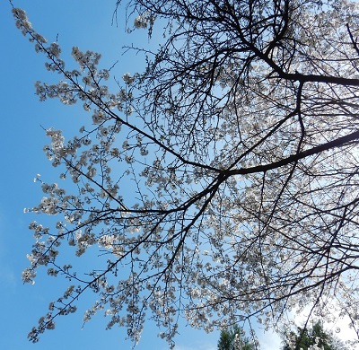 庭桜2
