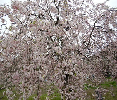 枝垂桜1