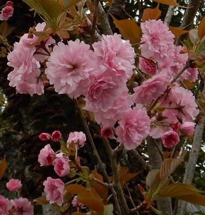 八重桜6