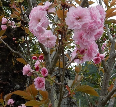 八重桜5