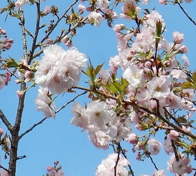 八重桜4