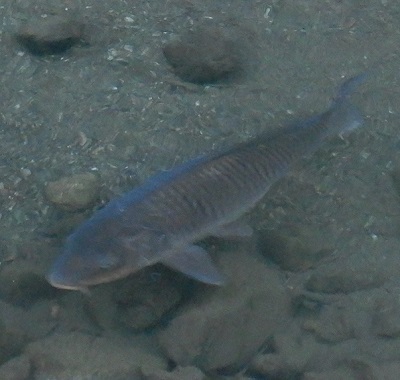 川魚2