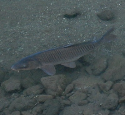 川魚6