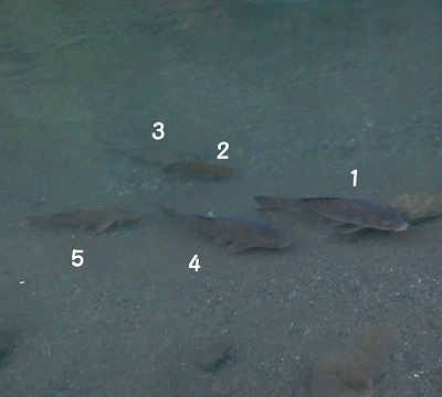 川魚9