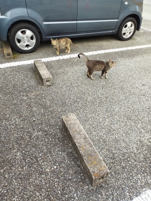 駐車場の猫達　サビちゃんと小顔ちゃん