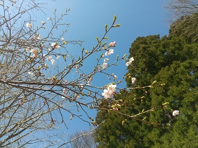 ソメイヨシノ　第２標本木近くの桜　開花