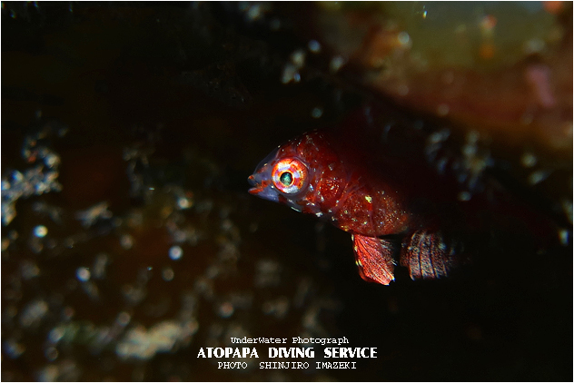 セジロノドグロベラ幼魚