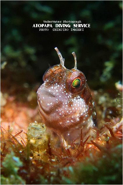 マツバギンポ幼魚