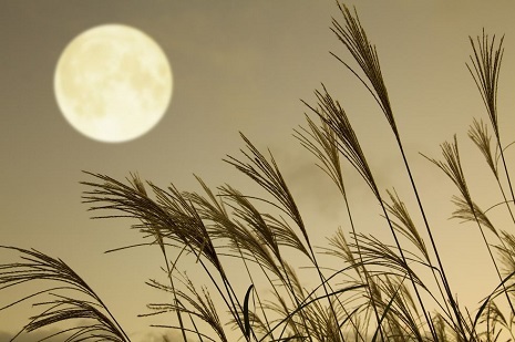 japanese-pampas-grass-and-full-moon-royalty-free-image-1631777925.jpg