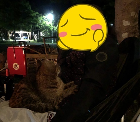 和歌山オートキャンプ場の猫