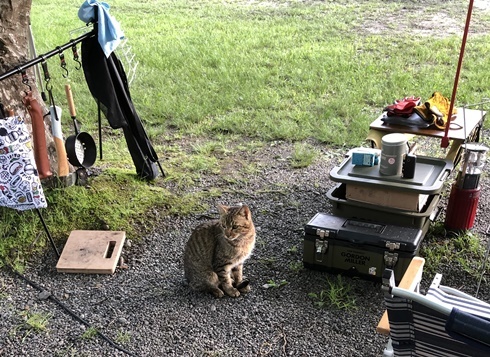 和歌山アイリスオートキャンプ場の猫