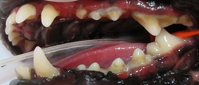 プリモちゃん　犬の歯石除去2
