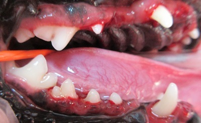 プリモちゃん　犬の歯石除去3