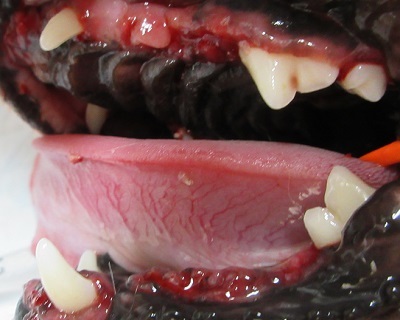 プリモちゃん　犬の歯石除去4