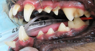 メルちゃん　犬の歯石除去１