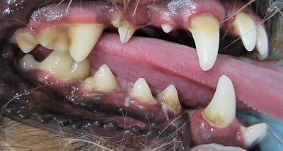 メルちゃん　犬の歯石除去２