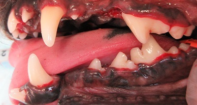 ルルちゃん　犬の歯石除去４