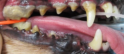 スピカちゃん　犬の歯石除去１