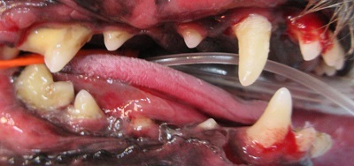 アンちゃん　犬の歯石除去1