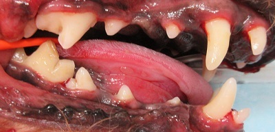 アンちゃん　犬の歯石除去3