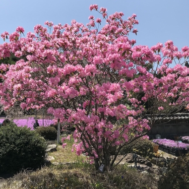 永沢寺の芝桜