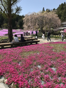 永沢寺の芝桜