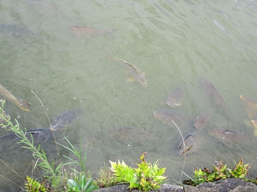明石公園のお堀の鯉