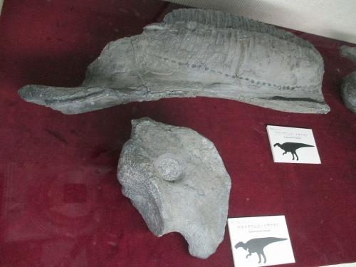 ヤマトサウルス・イザナギイ　歯骨　烏口骨