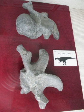 ヤマトサウルス・イザナギイ　頸椎