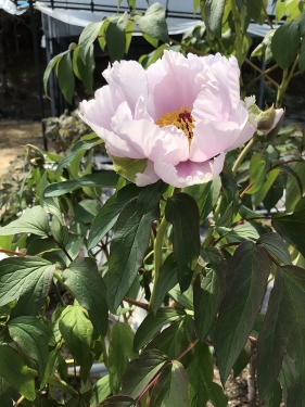 永沢寺の牡丹の花
