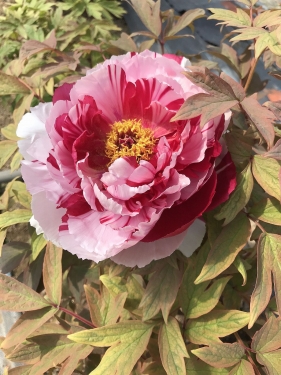 永沢寺の牡丹の花