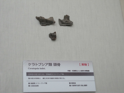 ケラトプシア類　頭骨