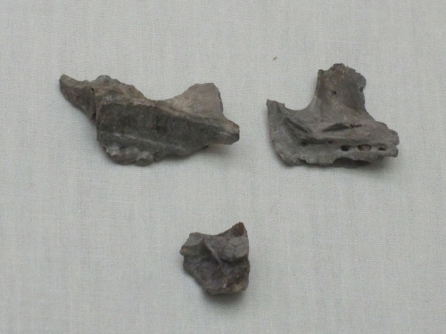 ケラトプシア類　頭骨