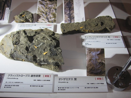オトザミテスの化石