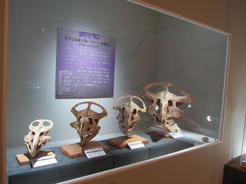 プロトケラトプスの頭骨