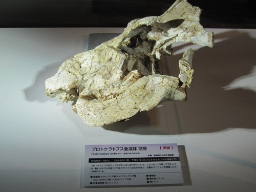 プロトケラトプス　亜成体の頭骨