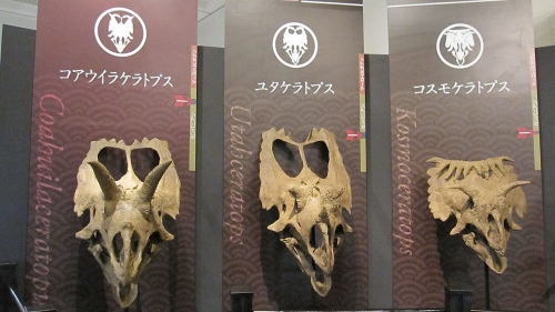 ユタケラトプス　コスモケラトプス　コアウイラケラトプスの頭骨