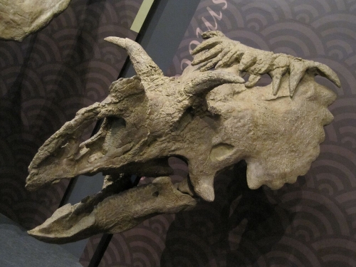 コスモケラトプスの頭骨