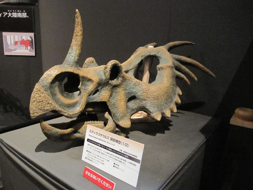 スティラコサウルスの頭骨