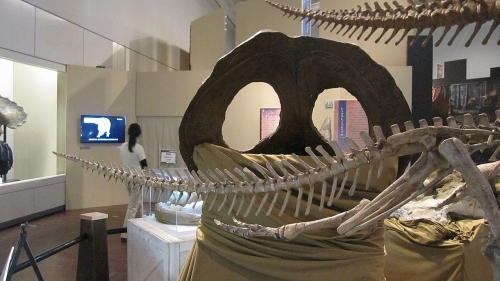 テスケロサウルスの尾