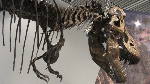 ティラノサウルスの頭骨