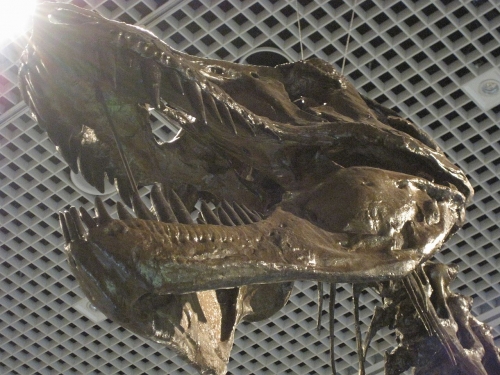 ティラノサウルスの頭骨