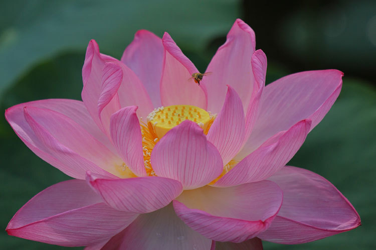 220705_Oga-Lotus-Bee.jpg