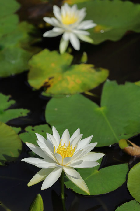 220705_Water-lily.jpg