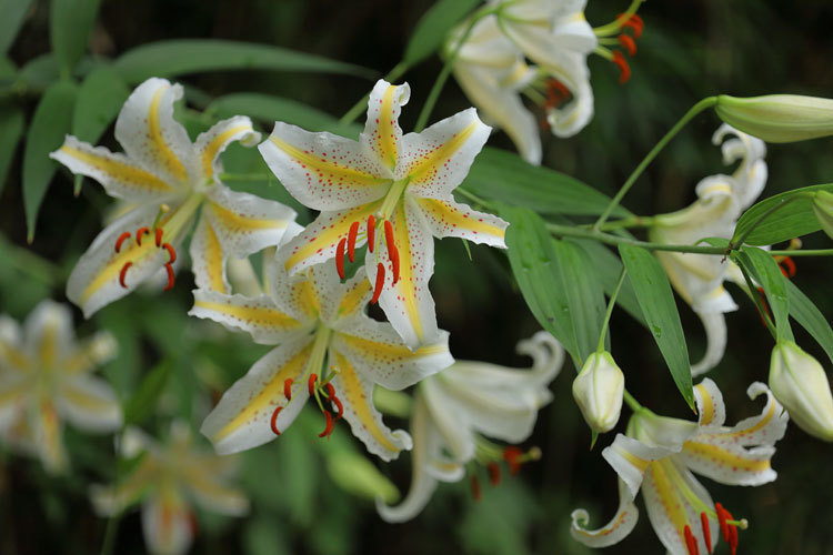 220712_Gold-banded-lily.jpg