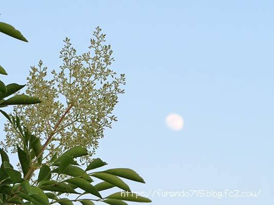 シマトネリコの花と月
