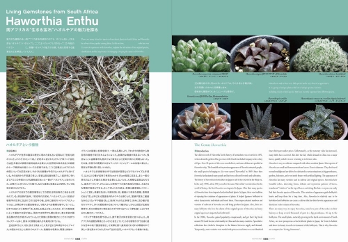 World Plants Report ex JAPAN - Haworthia