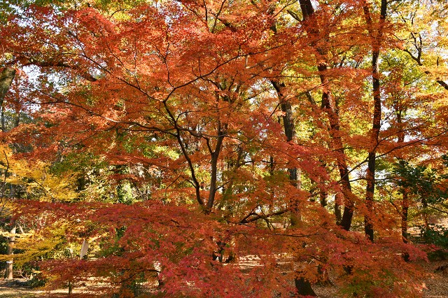 松風公園の紅葉