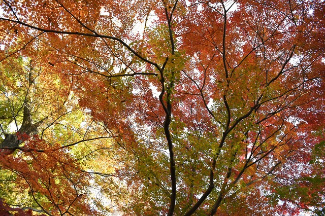 松風公園の紅葉